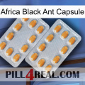 Africa Black Ant Capsule cialis4